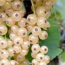 Currant Seeds for Planting, 100 pcs